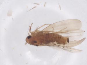  (Empoascanara sipra - CBG-B23757-C02)  @11 [ ] CreativeCommons - Attribution Share - Alike (2025) Centre for Biodiversity Genomics Centre for Biodiversity Genomics