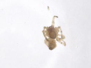  ( - CBG-A58816-A01)  @11 [ ] CreativeCommons - Attribution Share - Alike (2024) Centre for Biodiversity Genomics Centre for Biodiversity Genomics