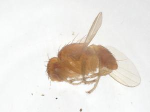  (Dasyrhicnoessa paradoxa fulva - CBG-A58828-A01)  @11 [ ] CreativeCommons - Attribution Share - Alike (2024) Centre for Biodiversity Genomics Centre for Biodiversity Genomics