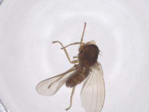  (Dasyrhicnoessa - CBG-A39864-D09)  @11 [ ] CreativeCommons - Attribution Share - Alike (2024) Centre for Biodiversity Genomics Centre for Biodiversity Genomics