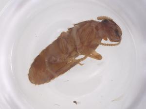  ( - CBG-B00208-A04)  @11 [ ] CreativeCommons - Attribution Share - Alike (2025) Centre for Biodiversity Genomics Centre for Biodiversity Genomics