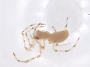  (Tetragnatha hasselti - CBG-B00208-F11)  @11 [ ] CreativeCommons - Attribution Share - Alike (2025) Centre for Biodiversity Genomics Centre for Biodiversity Genomics