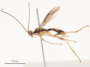  ( - CBG-B02556-D12)  @11 [ ] CreativeCommons - Attribution Share - Alike (2025) CBG Photography Group Centre for Biodiversity Genomics