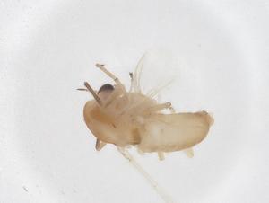  ( - CBG-B03083-F06)  @11 [ ] CreativeCommons - Attribution Share - Alike (2025) Centre for Biodiversity Genomics Centre for Biodiversity Genomics