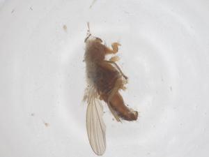  ( - CBG-B03086-C09)  @11 [ ] CreativeCommons - Attribution Share - Alike (2025) Centre for Biodiversity Genomics Centre for Biodiversity Genomics