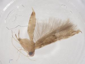  ( - CBG-B04373-G06)  @11 [ ] CreativeCommons - Attribution Share - Alike (2025) Centre for Biodiversity Genomics Centre for Biodiversity Genomics