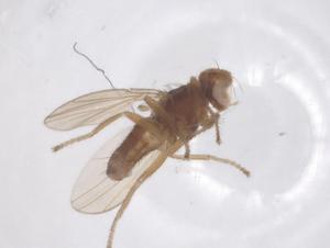  ( - CBG-B04376-H05)  @11 [ ] CreativeCommons - Attribution Share - Alike (2025) Centre for Biodiversity Genomics Centre for Biodiversity Genomics