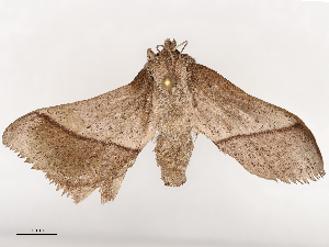  ( - CBG-B15253-A06)  @11 [ ] CreativeCommons - Attribution Share - Alike (2025) CBG Photography Group Centre for Biodiversity Genomics