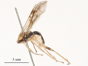  ( - CBG-B15253-C12)  @11 [ ] CreativeCommons - Attribution Share - Alike (2025) CBG Photography Group Centre for Biodiversity Genomics