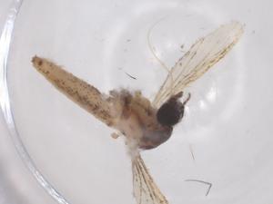  (Mimomyia luzonensis - CBG-B20004-F06)  @11 [ ] CreativeCommons - Attribution Share - Alike (2025) Centre for Biodiversity Genomics Centre for Biodiversity Genomics