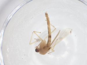  ( - CBG-B20005-E08)  @11 [ ] CreativeCommons - Attribution Share - Alike (2025) Centre for Biodiversity Genomics Centre for Biodiversity Genomics