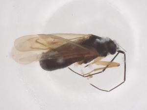  ( - CBG-B20019-D11)  @11 [ ] CreativeCommons - Attribution Share - Alike (2025) Centre for Biodiversity Genomics Centre for Biodiversity Genomics