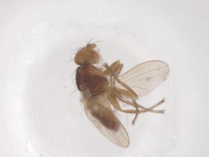  ( - CBG-B20019-G06)  @11 [ ] CreativeCommons - Attribution Share - Alike (2025) Centre for Biodiversity Genomics Centre for Biodiversity Genomics