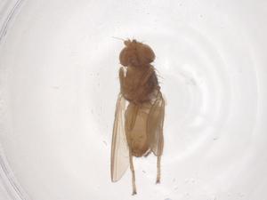  ( - CBG-B20019-H03)  @11 [ ] CreativeCommons - Attribution Share - Alike (2025) Centre for Biodiversity Genomics Centre for Biodiversity Genomics