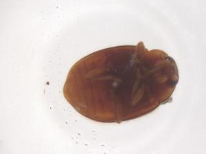  ( - CBG-B20019-H04)  @11 [ ] CreativeCommons - Attribution Share - Alike (2025) Centre for Biodiversity Genomics Centre for Biodiversity Genomics