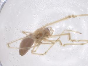  (Tetragnatha josephi - CBG-B20034-F07)  @11 [ ] CreativeCommons - Attribution Share - Alike (2025) Centre for Biodiversity Genomics Centre for Biodiversity Genomics