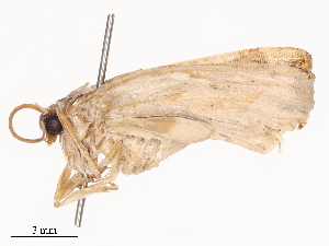  ( - CBG-B20052-F01)  @11 [ ] CreativeCommons - Attribution Share - Alike (2025) CBG Photography Group Centre for Biodiversity Genomics