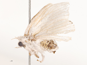  ( - CBG-B20055-E11)  @11 [ ] CreativeCommons - Attribution Share - Alike (2025) CBG Photography Group Centre for Biodiversity Genomics