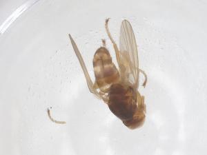  ( - CBG-B20070-E02)  @11 [ ] CreativeCommons - Attribution Share - Alike (2025) Centre for Biodiversity Genomics Centre for Biodiversity Genomics