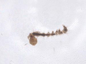  ( - CBG-B00519-D12)  @11 [ ] CreativeCommons - Attribution Share - Alike (2025) Centre for Biodiversity Genomics Centre for Biodiversity Genomics