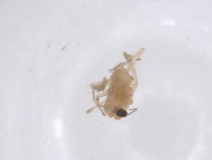  (Parachironomus acutus - CBG-B00521-C03)  @11 [ ] CreativeCommons - Attribution Share - Alike (2025) Centre for Biodiversity Genomics Centre for Biodiversity Genomics