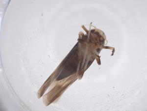  ( - CBG-B00892-D12)  @11 [ ] CreativeCommons - Attribution Share - Alike (2025) Centre for Biodiversity Genomics Centre for Biodiversity Genomics