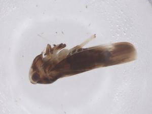  ( - CBG-B00892-E06)  @11 [ ] CreativeCommons - Attribution Share - Alike (2025) Centre for Biodiversity Genomics Centre for Biodiversity Genomics