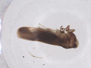  ( - CBG-B00892-G11)  @11 [ ] CreativeCommons - Attribution Share - Alike (2025) Centre for Biodiversity Genomics Centre for Biodiversity Genomics