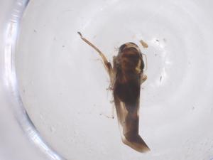  ( - CBG-B00894-B04)  @11 [ ] CreativeCommons - Attribution Share - Alike (2025) Centre for Biodiversity Genomics Centre for Biodiversity Genomics