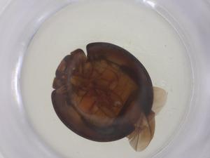  ( - CBG-B23238-A03)  @11 [ ] CreativeCommons - Attribution Share - Alike (2025) Centre for Biodiversity Genomics Centre for Biodiversity Genomics