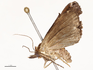  (Lophoptera belli - CBG-B01005-F11)  @11 [ ] CreativeCommons - Attribution Share - Alike (2025) CBG Photography Group Centre for Biodiversity Genomics