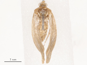  (Neomusotima - CBG-B01005-H05)  @11 [ ] CreativeCommons - Attribution Share - Alike (2025) CBG Photography Group Centre for Biodiversity Genomics