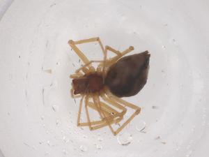  ( - CBG-B01030-G06)  @11 [ ] CreativeCommons - Attribution Share - Alike (2025) Centre for Biodiversity Genomics Centre for Biodiversity Genomics