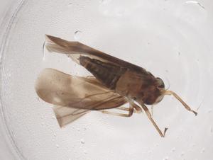  ( - CBG-B01030-H06)  @11 [ ] CreativeCommons - Attribution Share - Alike (2025) Centre for Biodiversity Genomics Centre for Biodiversity Genomics