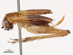  ( - CBG-B01170-A10)  @11 [ ] CreativeCommons - Attribution Share - Alike (2025) CBG Photography Group Centre for Biodiversity Genomics
