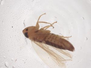  (Maiestas xanthocephala - CBG-B01376-H11)  @11 [ ] CreativeCommons - Attribution Share - Alike (2025) Centre for Biodiversity Genomics Centre for Biodiversity Genomics