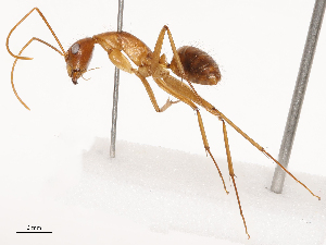  ( - CBG-B22931-C04)  @11 [ ] CreativeCommons - Attribution Share - Alike (2025) CBG Photography Group Centre for Biodiversity Genomics