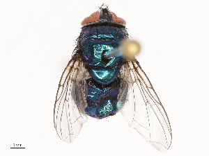  (Lucilia calviceps - CBG-B22931-C08)  @11 [ ] CreativeCommons - Attribution Share - Alike (2025) CBG Photography Group Centre for Biodiversity Genomics