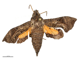  ( - CBG-B22931-E02)  @11 [ ] CreativeCommons - Attribution Share - Alike (2025) CBG Photography Group Centre for Biodiversity Genomics