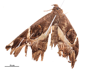  ( - CBG-B01010-A02)  @11 [ ] CreativeCommons - Attribution Share - Alike (2025) CBG Photography Group Centre for Biodiversity Genomics