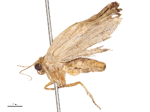  ( - CBG-B01010-A10)  @11 [ ] CreativeCommons - Attribution Share - Alike (2025) CBG Photography Group Centre for Biodiversity Genomics