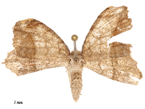  ( - CBG-B01010-G05)  @11 [ ] CreativeCommons - Attribution Share - Alike (2025) CBG Photography Group Centre for Biodiversity Genomics