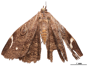  ( - CBG-B01170-C12)  @11 [ ] CreativeCommons - Attribution Share - Alike (2025) CBG Photography Group Centre for Biodiversity Genomics