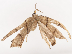  ( - CBG-B01170-D07)  @11 [ ] CreativeCommons - Attribution Share - Alike (2025) CBG Photography Group Centre for Biodiversity Genomics