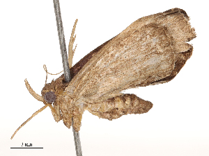  ( - CBG-B01173-B09)  @11 [ ] CreativeCommons - Attribution Share - Alike (2025) CBG Photography Group Centre for Biodiversity Genomics