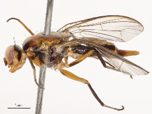  (Dimeringophrys - CBG-B01173-D05)  @11 [ ] CreativeCommons - Attribution Share - Alike (2025) CBG Photography Group Centre for Biodiversity Genomics