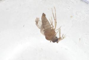  ( - CBG-B01436-B01)  @11 [ ] CreativeCommons - Attribution Share - Alike (2025) Centre for Biodiversity Genomics Centre for Biodiversity Genomics