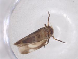  ( - CBG-B01442-B02)  @11 [ ] CreativeCommons - Attribution Share - Alike (2025) Centre for Biodiversity Genomics Centre for Biodiversity Genomics