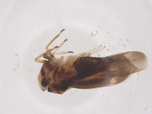  ( - CBG-B01461-B07)  @11 [ ] CreativeCommons - Attribution Share - Alike (2025) Centre for Biodiversity Genomics Centre for Biodiversity Genomics