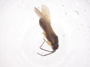  (Tytthus chinensis - CBG-B01461-C01)  @11 [ ] CreativeCommons - Attribution Share - Alike (2025) Centre for Biodiversity Genomics Centre for Biodiversity Genomics